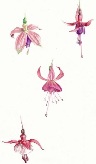 botanical watercolor painting tutorial