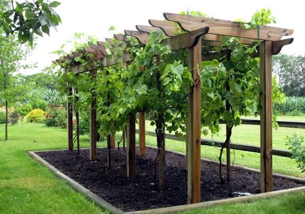 growing grapes at home beginners tutorial