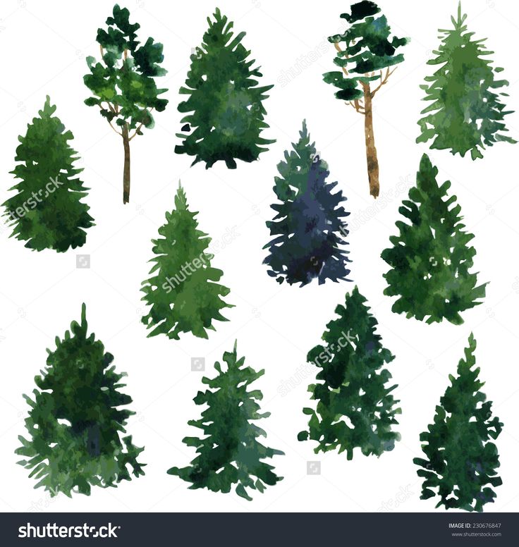 pine tree drawing tutorial